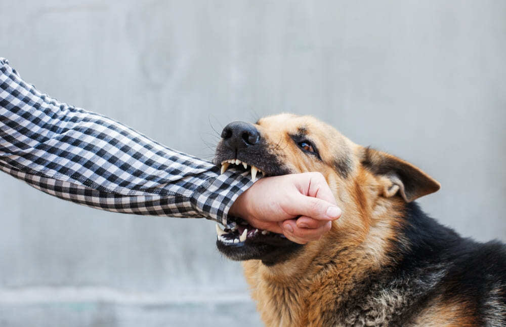 Dog Bite Lawyer in New York